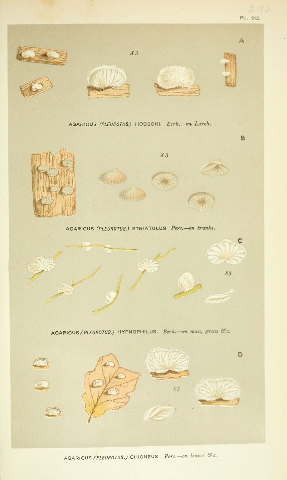 Agaricus striatellus image
