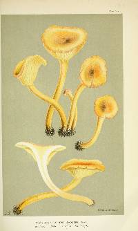 Agaricus sadleri image