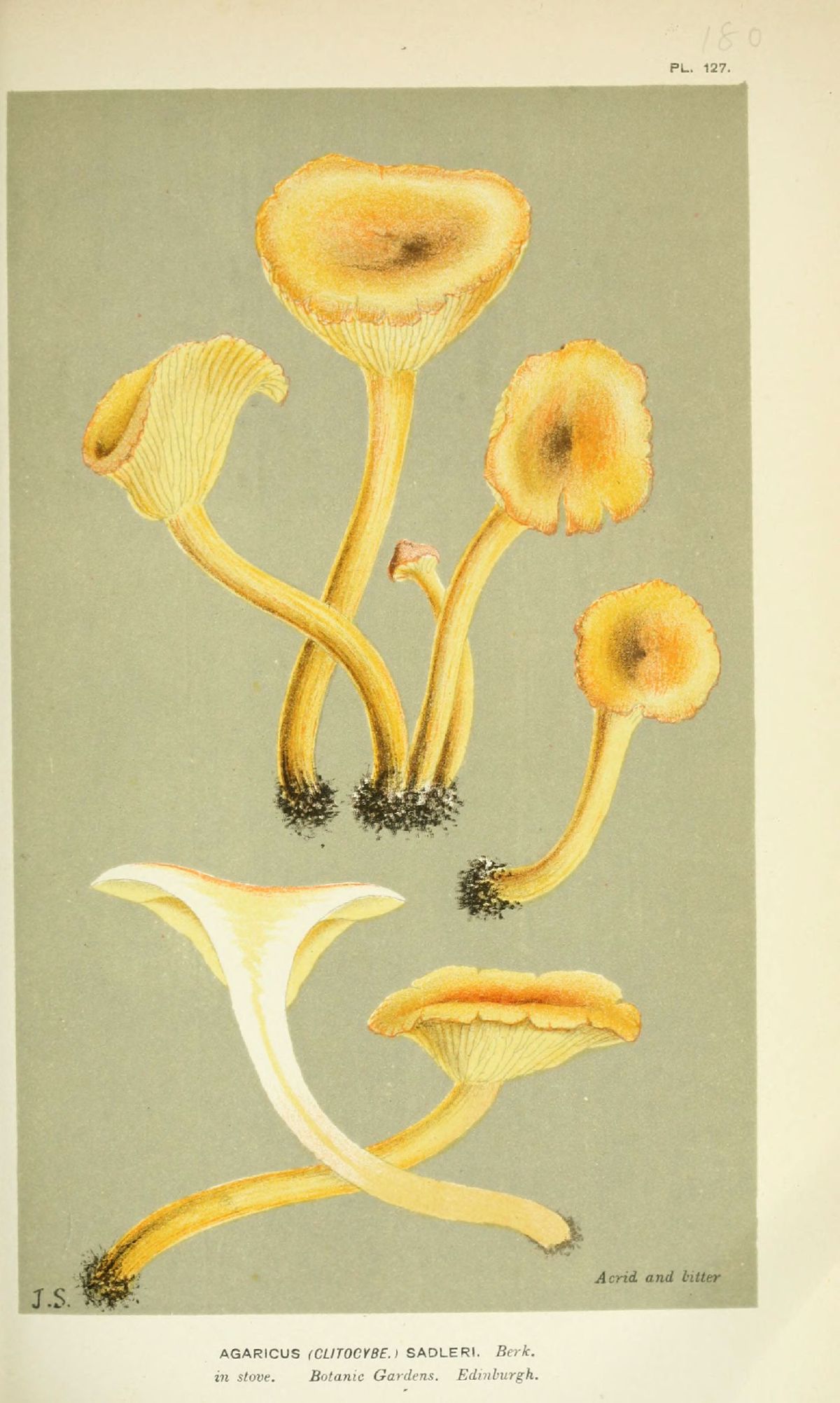 Agaricus sadleri image