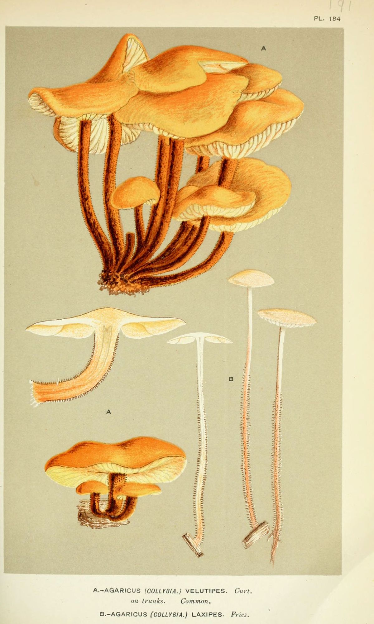 Agaricus laxipes image