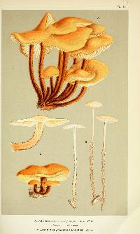 Agaricus velutipes image