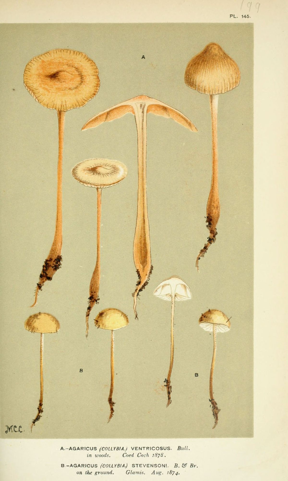 Agaricus stevensonii image
