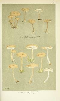 Agaricus clusilis image