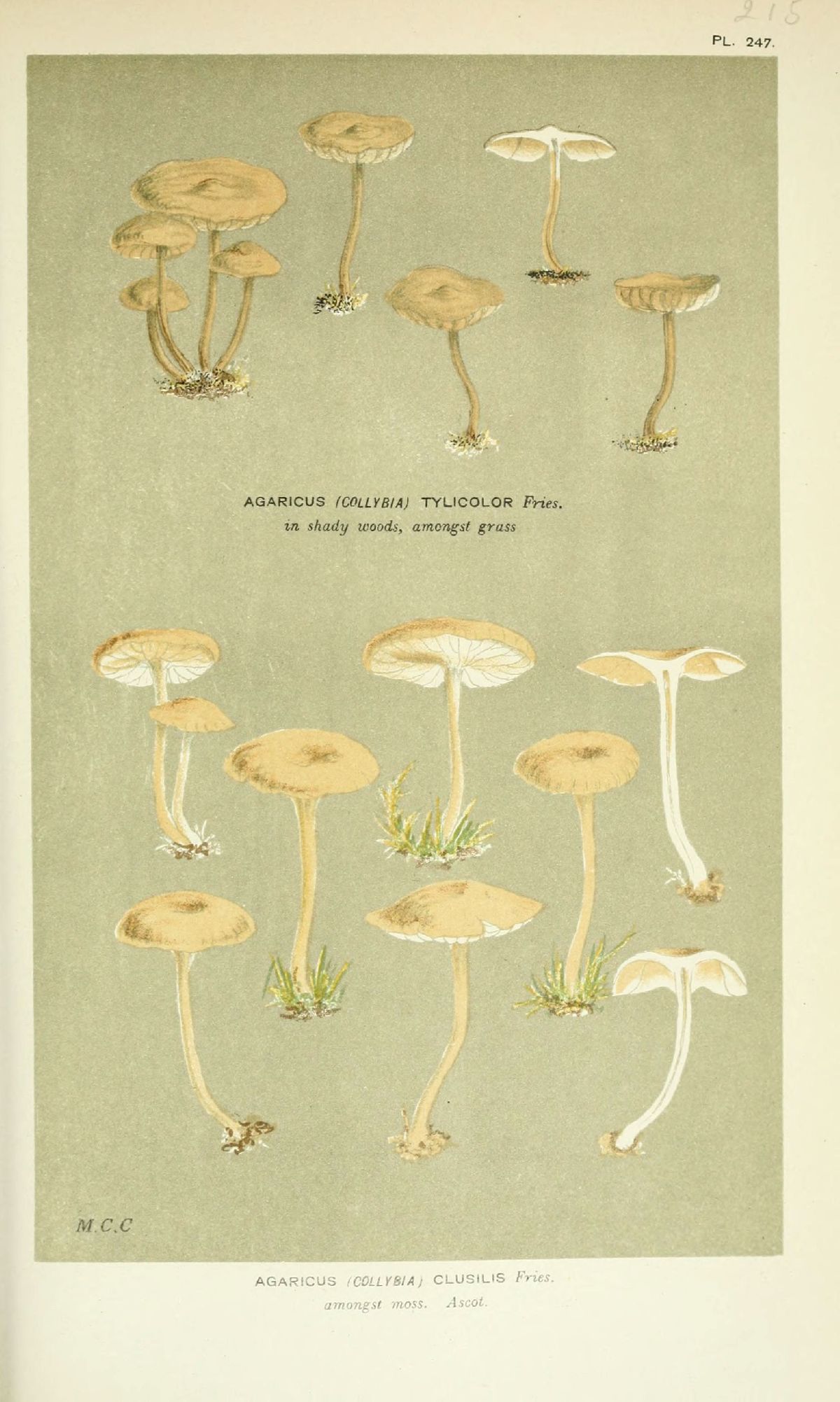 Agaricus clusilis image