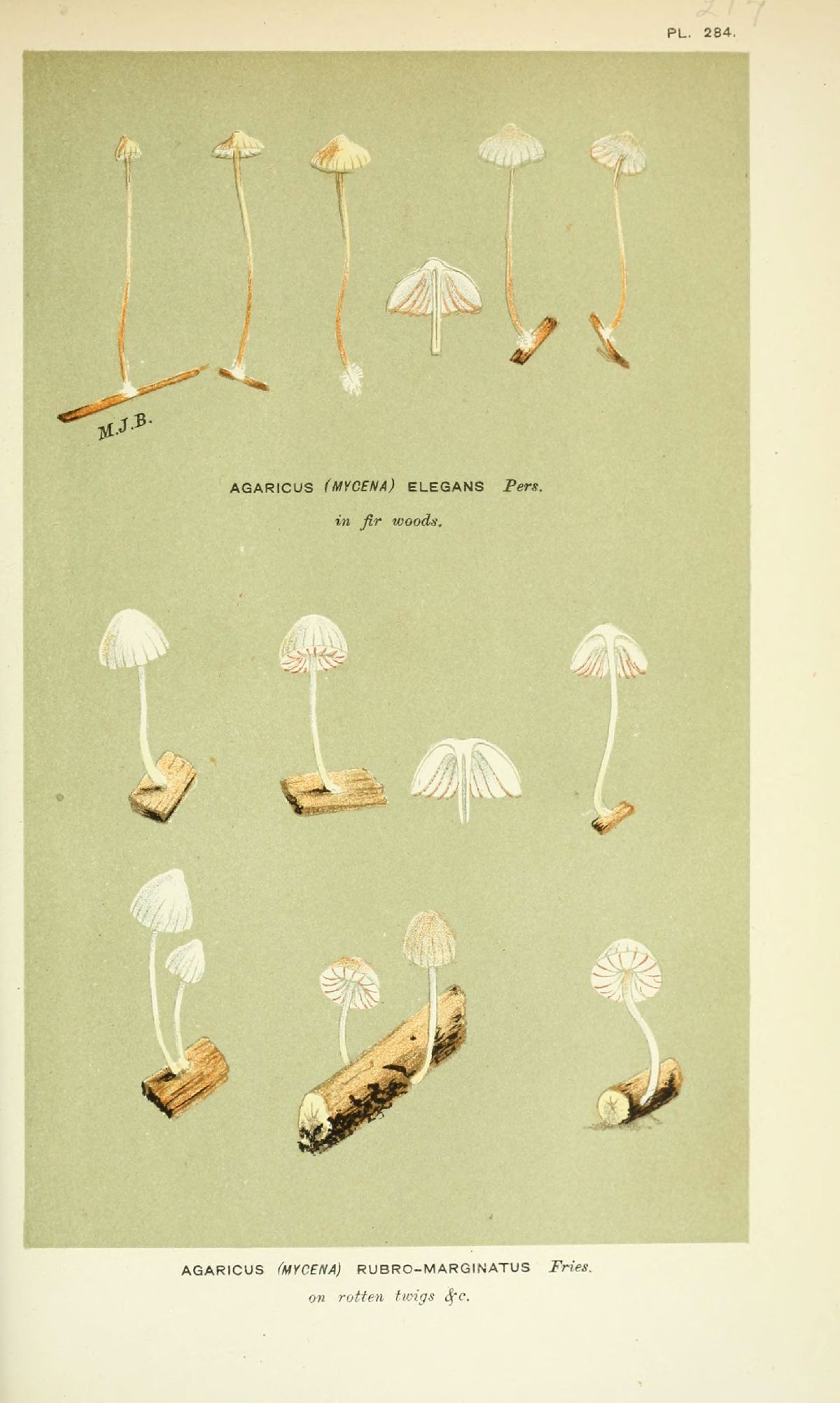 Agaricus elegans image