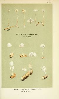 Agaricus elegans image