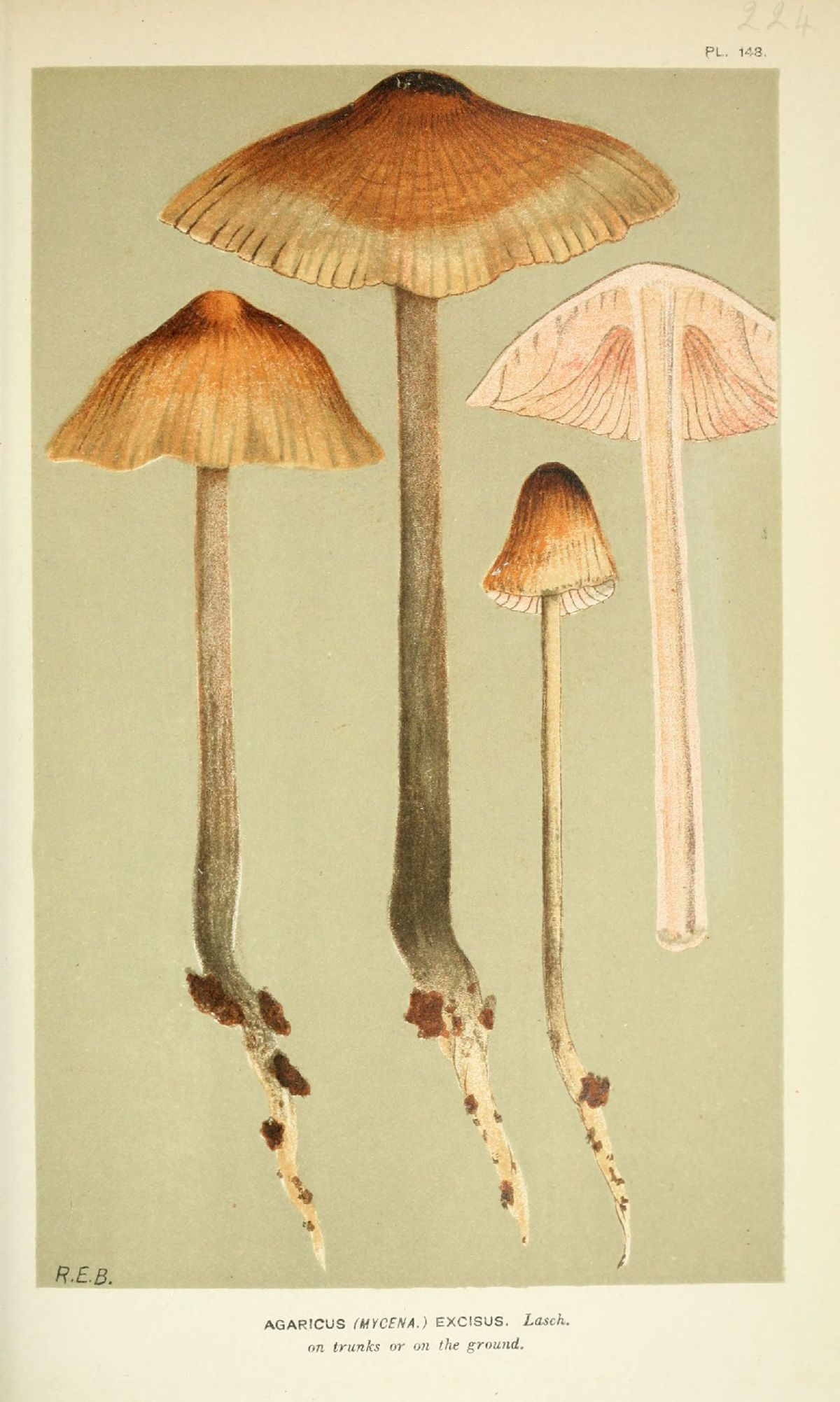 Agaricus excisus image