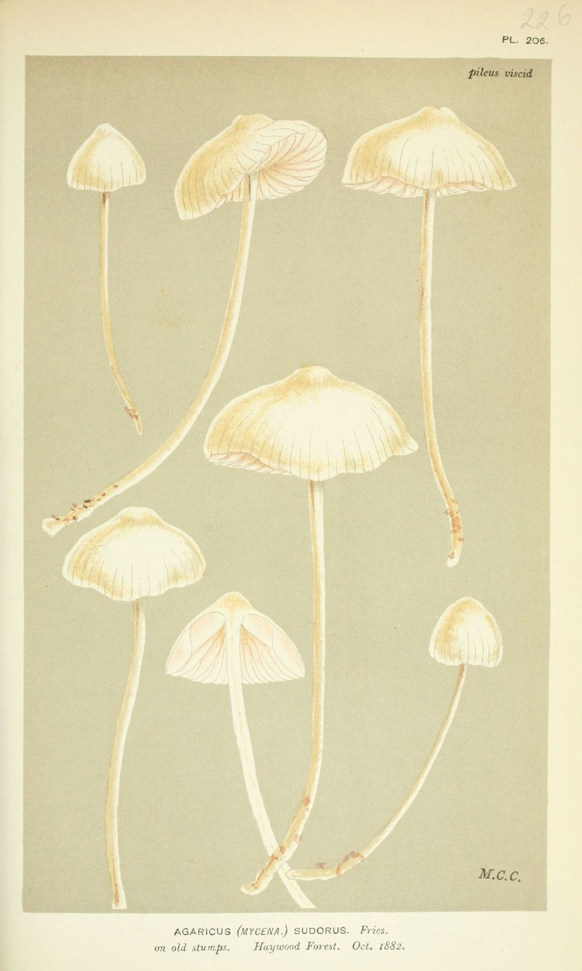 Agaricus sudorus image