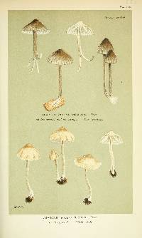 Agaricus dissiliens image