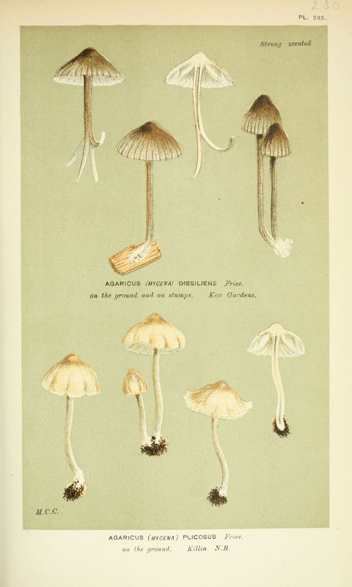 Agaricus plicosus image