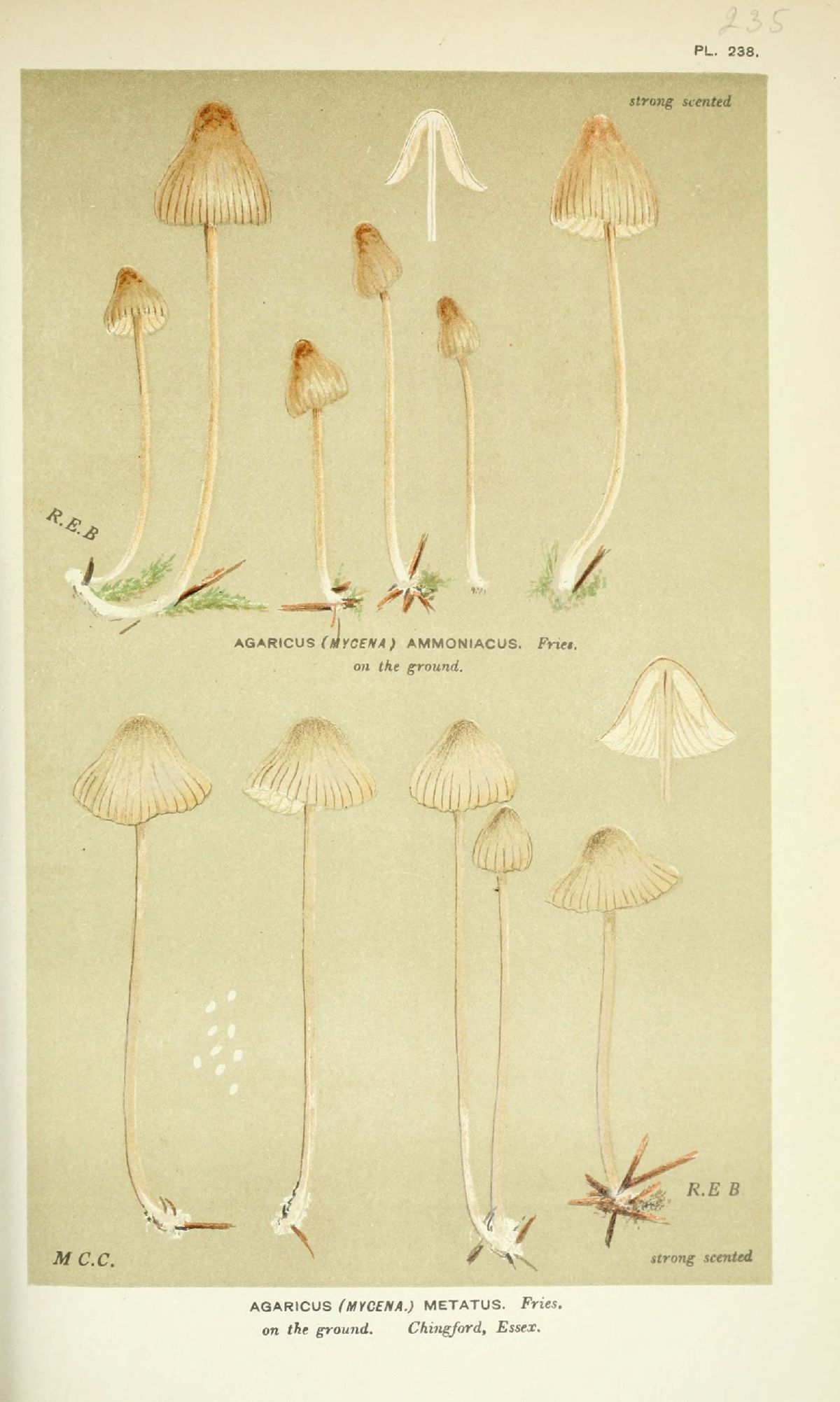 Agaricus ammoniacus image