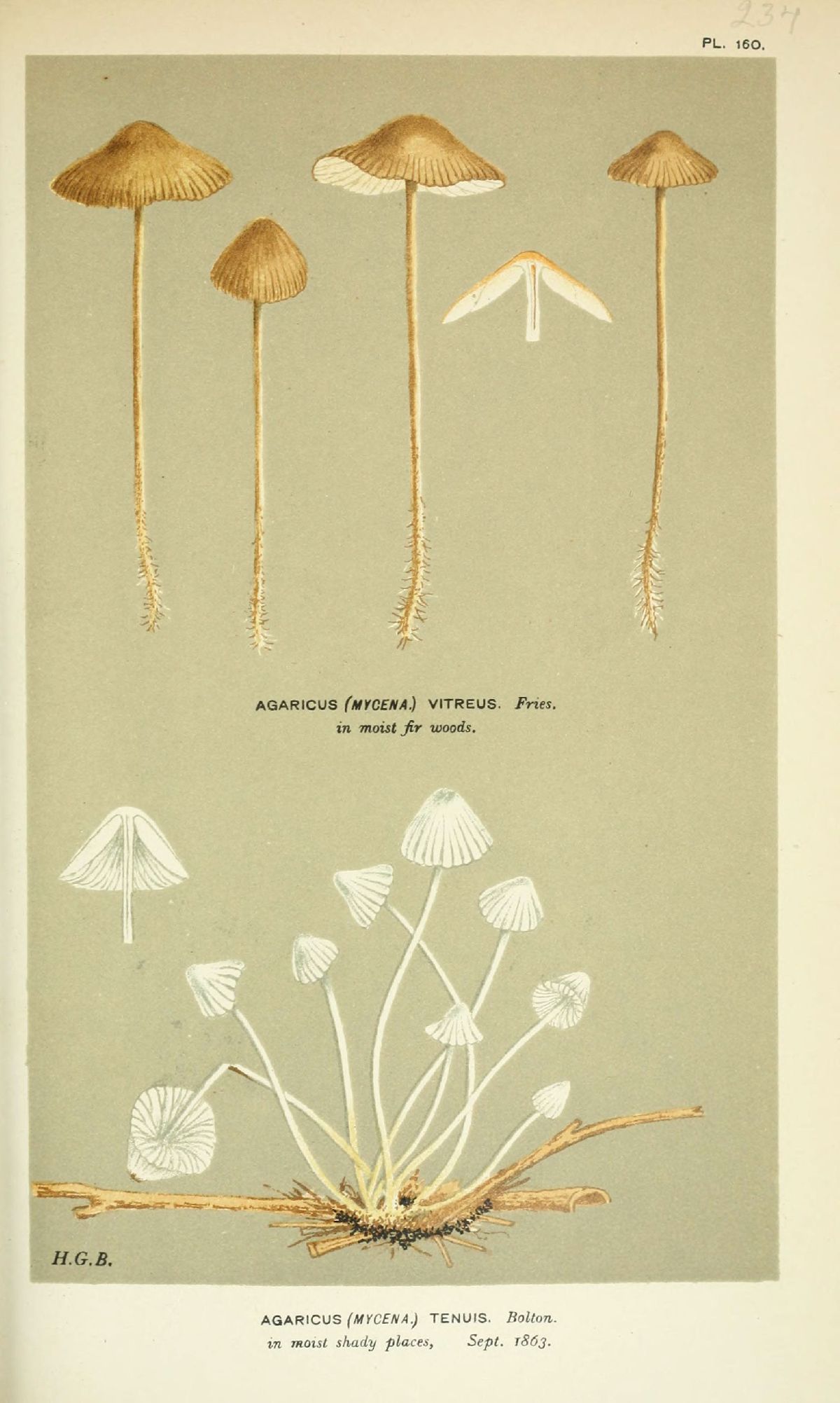 Agaricus tenuis image