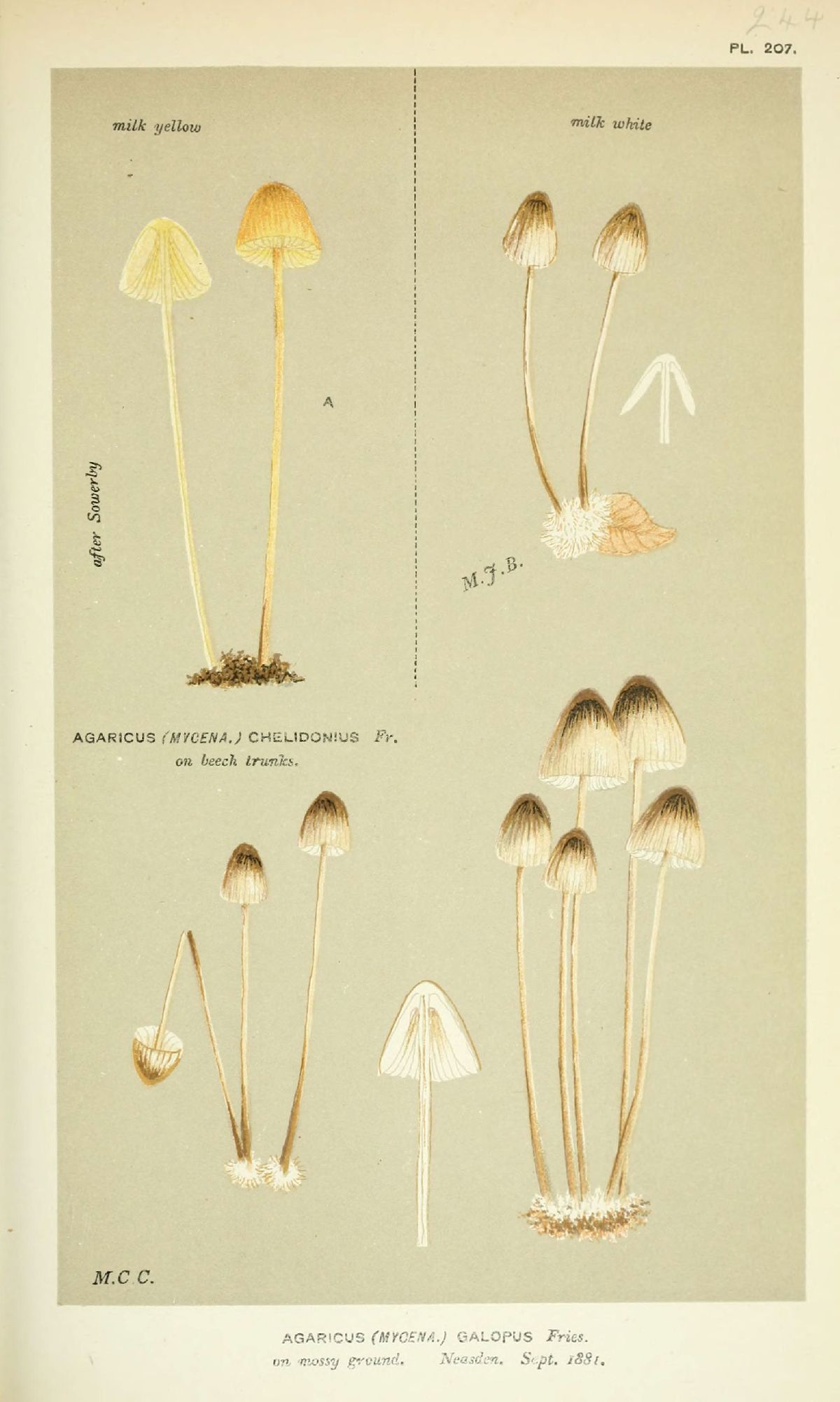 Agaricus chelidonius image