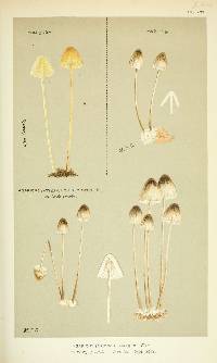 Agaricus chelidonius image