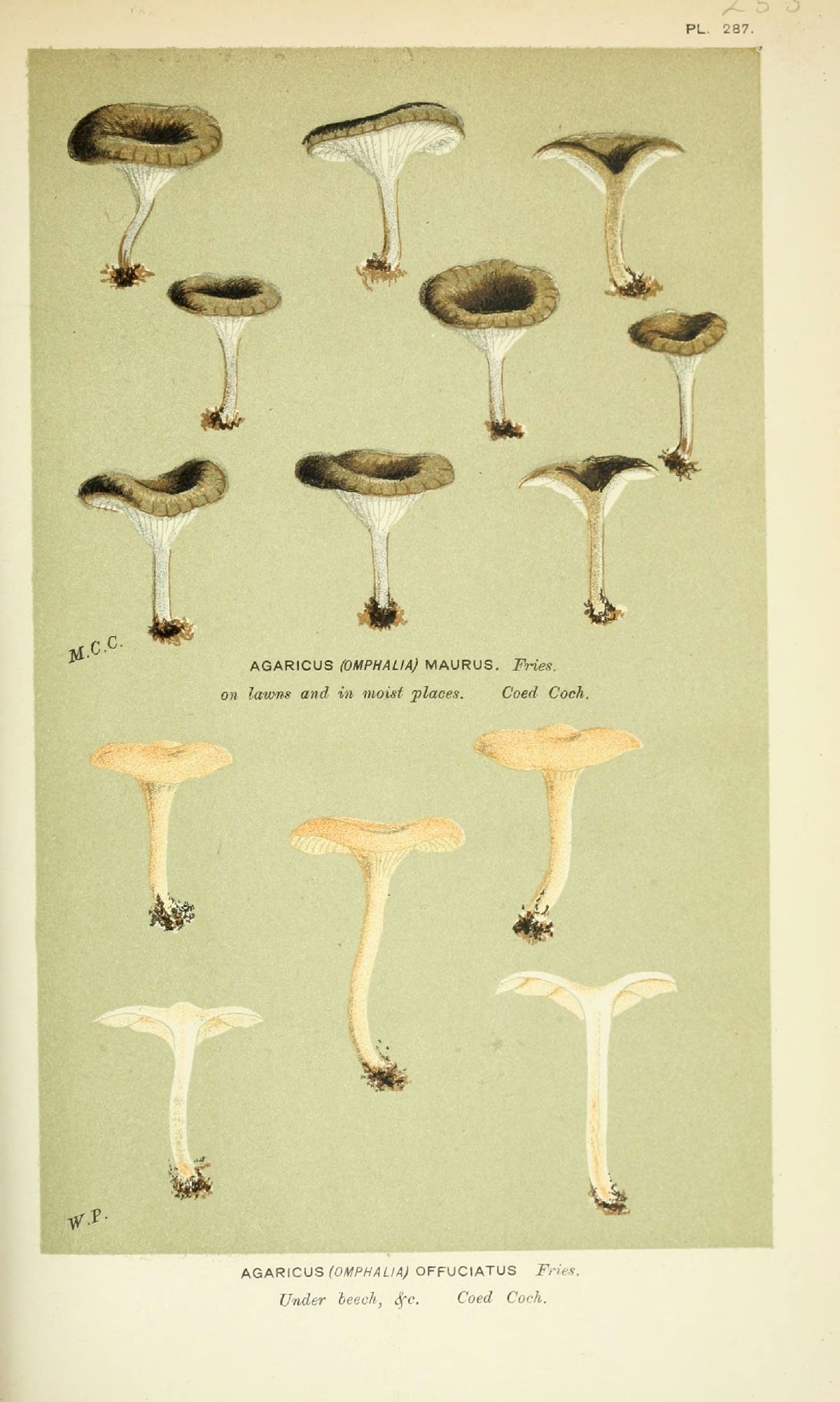 Agaricus offuciatus image