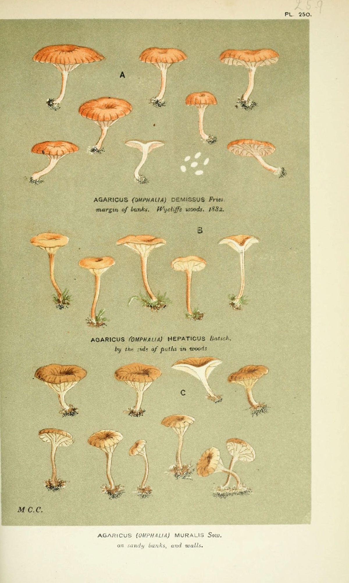 Agaricus muralis image