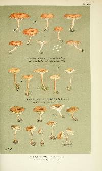 Agaricus muralis image