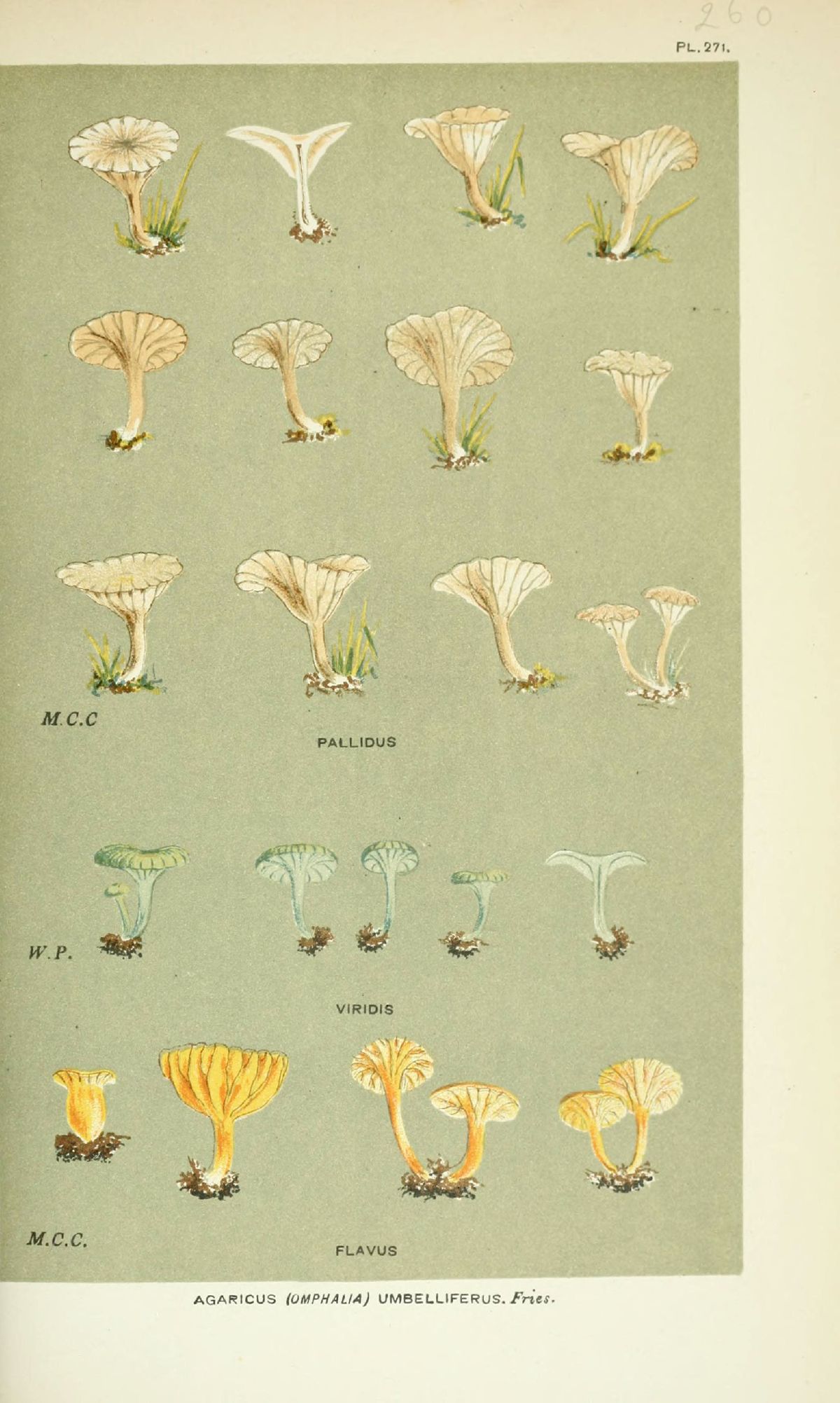 Agaricus flavus image