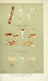 Agaricus buccinalis image