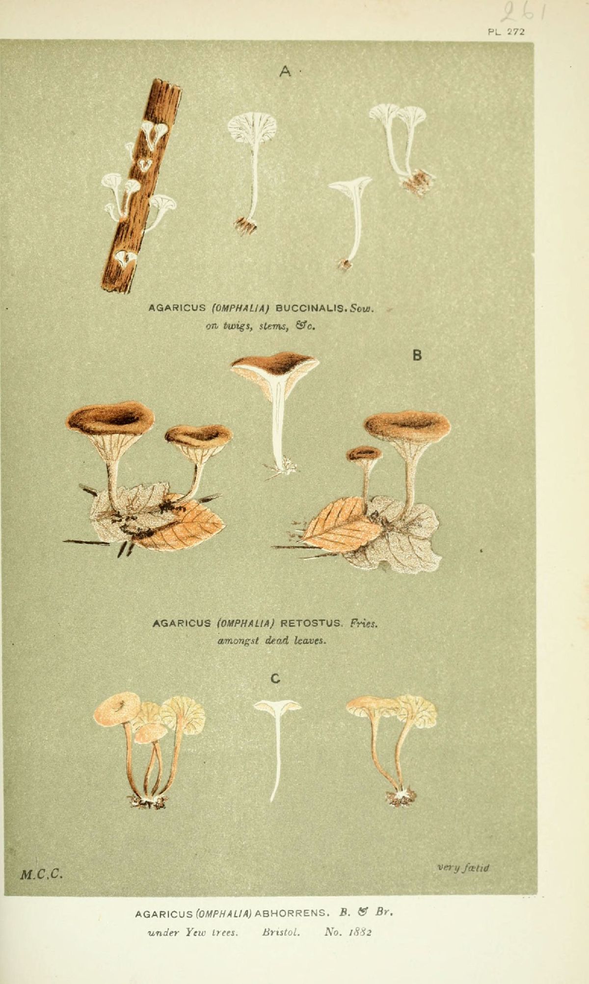 Agaricus buccinalis image