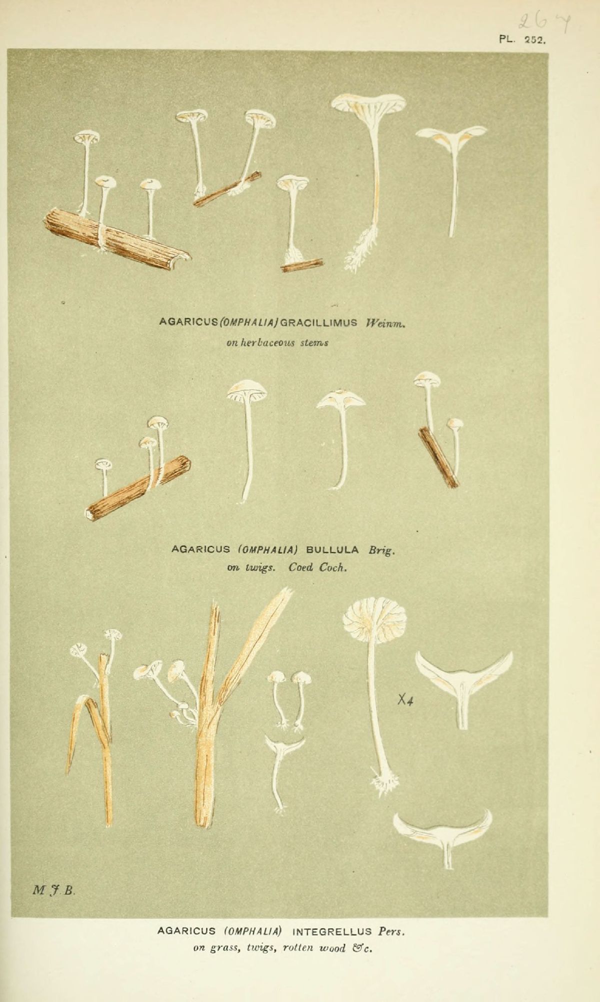 Agaricus bullula image