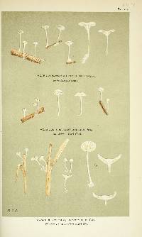 Agaricus bullula image