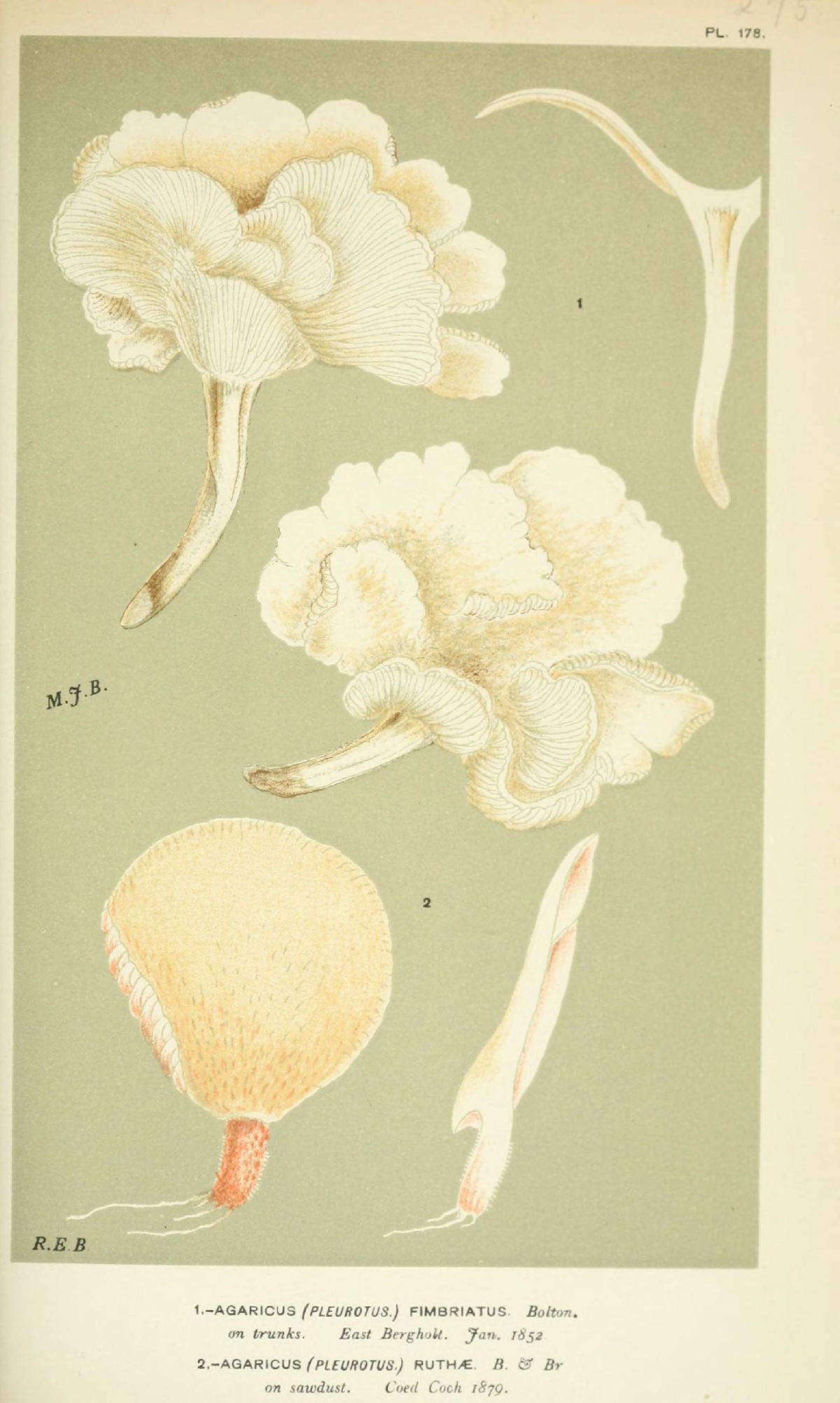 Agaricus ruthae image