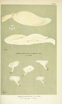 Agaricus pantoleucus image