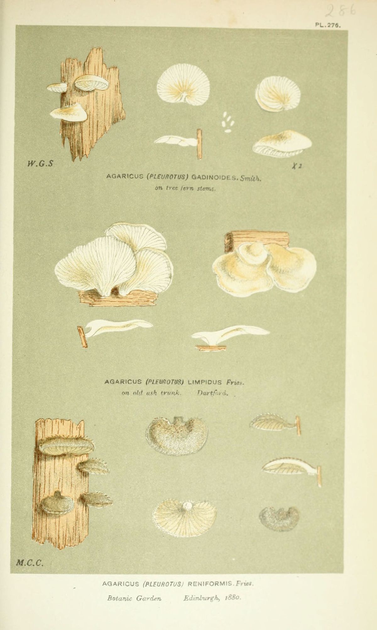 Agaricus gadinoides image