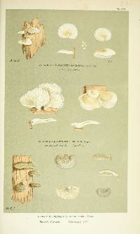 Agaricus limpidus image