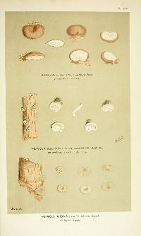 Agaricus cyphellaeformis image