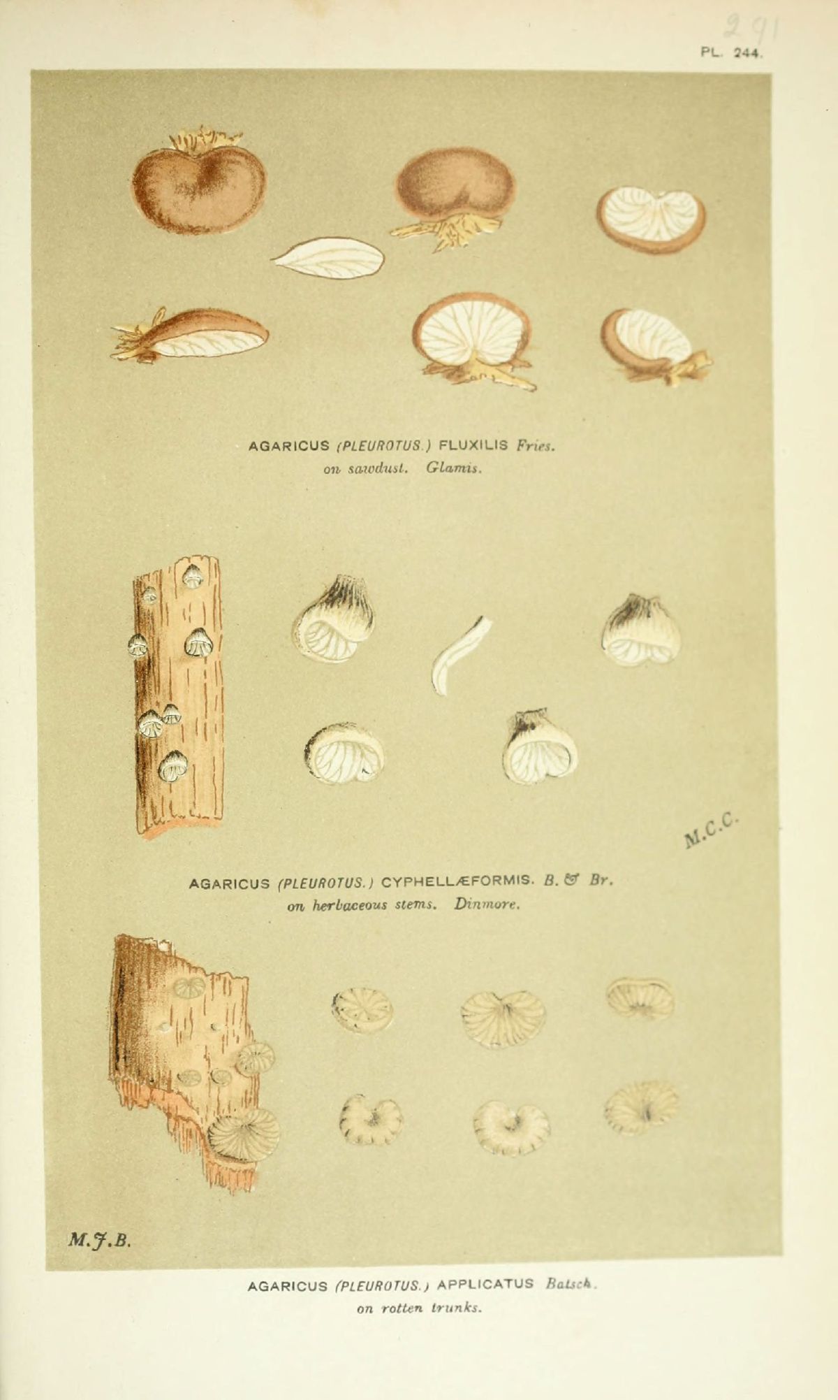 Agaricus cyphellaeformis image