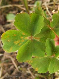 Aecidium eritrichii image