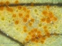 Aecidium eritrichii image