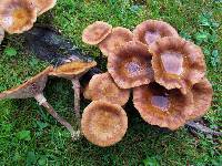 Image of Armillaria cepistipes