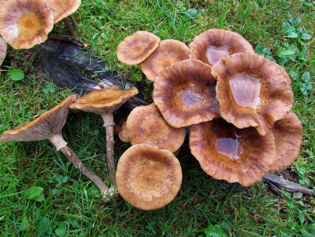 Armillaria cepistipes image