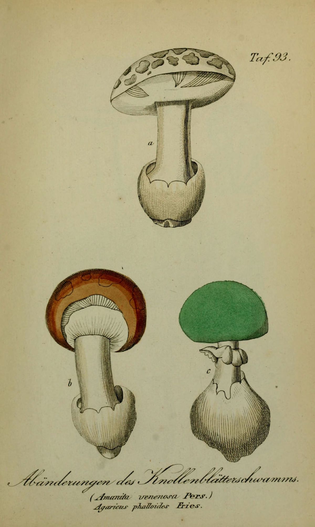 Amanita venenosa image