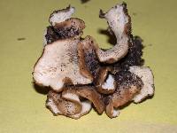 Agaricus petalodes image