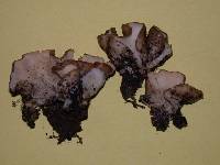 Agaricus petalodes image