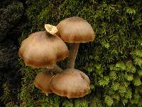 Armillaria rugoso-reticulata image