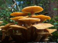 Armillaria rugoso-reticulata image