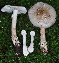 Amanita subjunquillea image