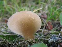 Agaricus petalodes image