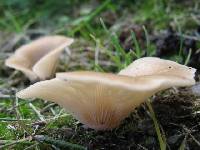 Agaricus petalodes image