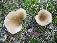 Agaricus petalodes image