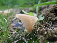 Agaricus petalodes image