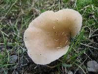 Agaricus petalodes image