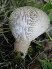 Agaricus petalodes image