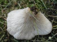 Agaricus petalodes image