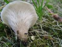 Agaricus petalodes image